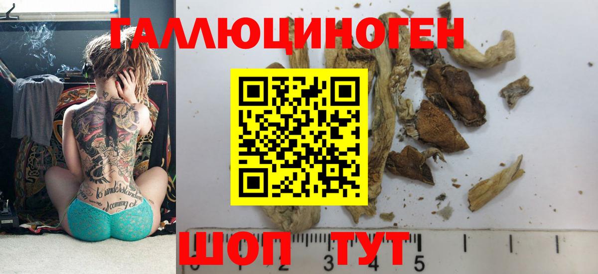 Галлюциногенные грибы Psilocybine cubensis Котовск